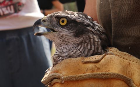 北京地区|五只康复猛禽在北京重归林野