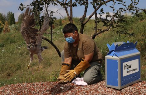 北京地区|五只康复猛禽在北京重归林野