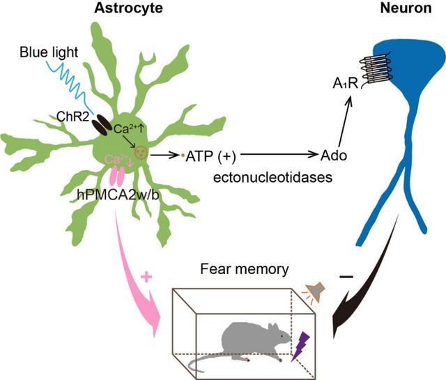 神经胶质细胞|神经胶质细胞功能与疾病大会即将进行，浙大团队连续发文