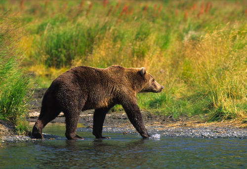 棕熊|世界上最大的棕熊：科迪亚克棕熊，超1600斤，人类外无对手