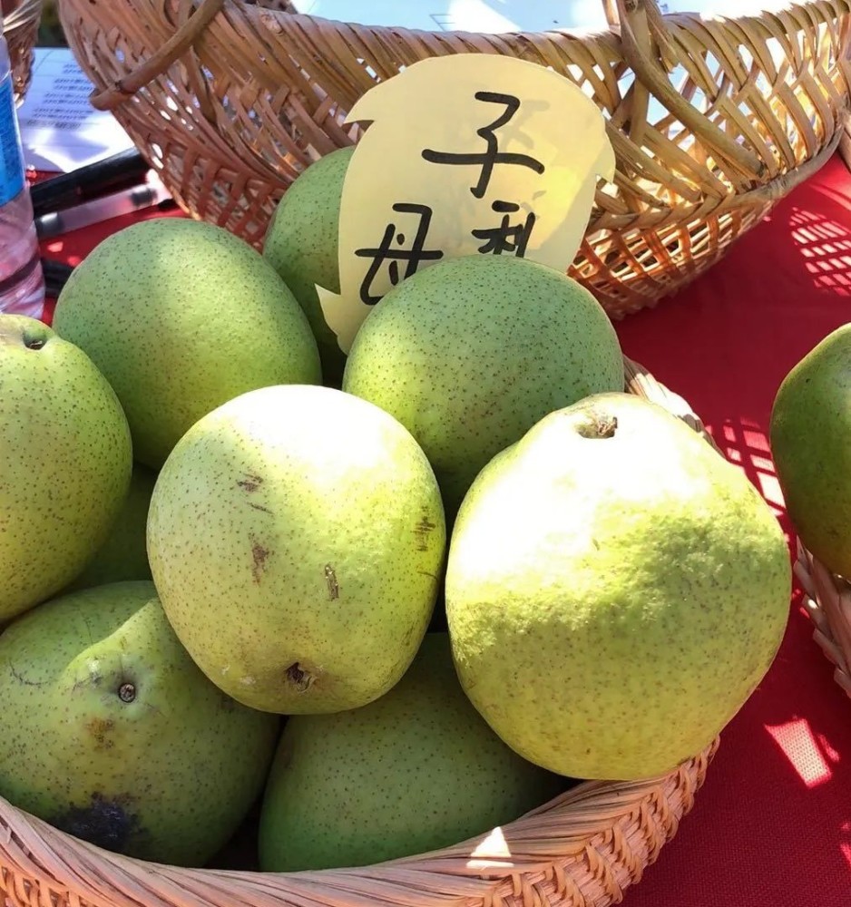 畅销东南亚各国的"子母梨"这种梨其貌不扬,甚至还有点丑,表面并不光滑