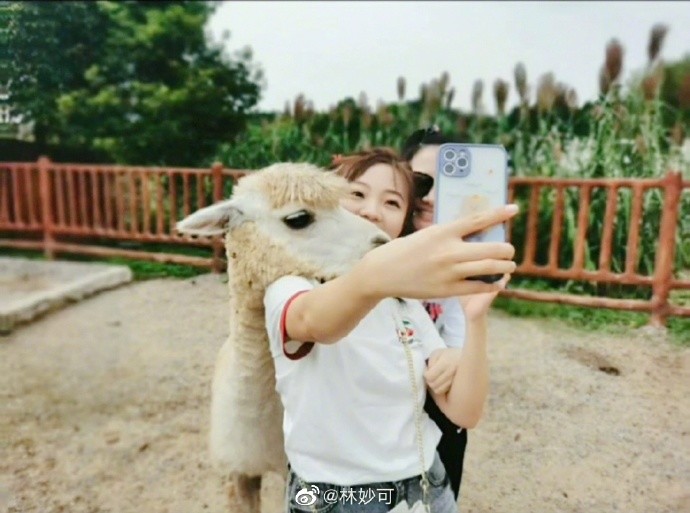 林妙可|21岁林妙可晒近照，和羊驼贴面合影，路人镜头下身材又矮又胖