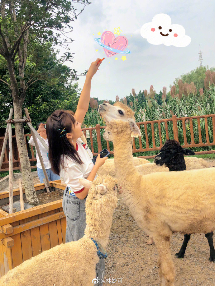 林妙可|21岁林妙可晒近照，和羊驼贴面合影，路人镜头下身材又矮又胖