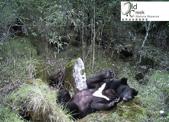 山原猫探索 山原猫的项目主要以6~12岁的小朋友为对象,不过它的涵盖