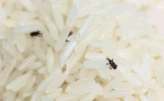 大米|大米为啥会“生虫”？阳光下暴晒就错了！教你一招米粒干净不生虫