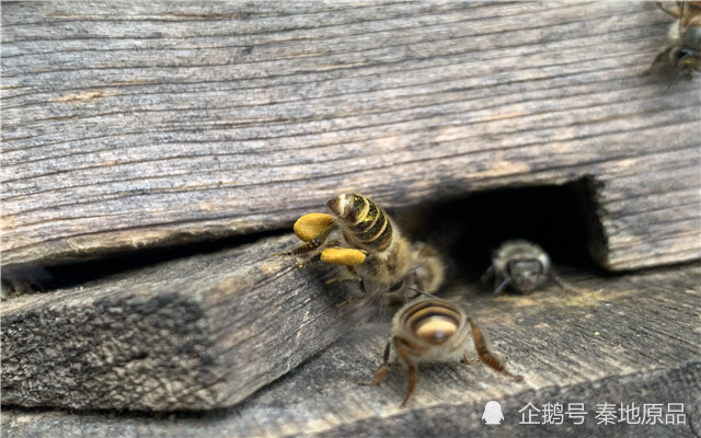 蜂群|老蜂农经验分享：蜂群中一旦出现这些现象，变成蛋群是迟早的事