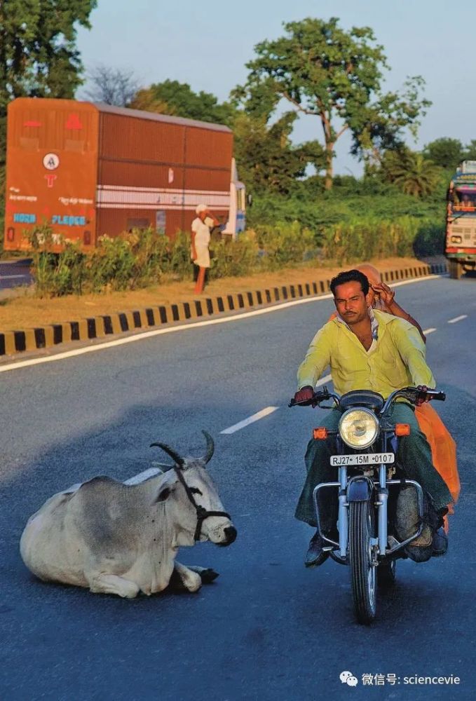 狒狒|闯入城市的野生动物，一个比一个自来熟