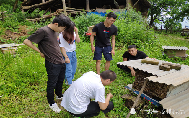 蜂群|老蜂农经验分享：蜂群中一旦出现这些现象，变成蛋群是迟早的事