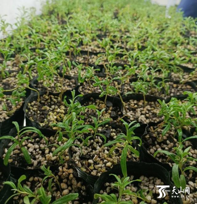 乌什县沙棘研究中心组织培养工作室里的幼苗