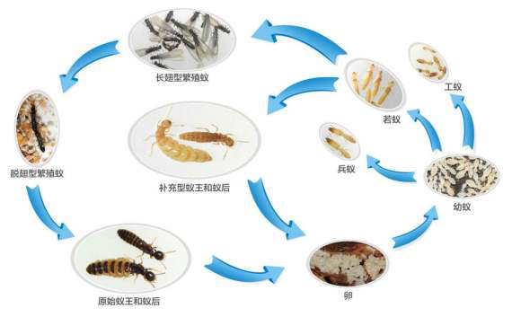 杰出的建筑大师——白蚁