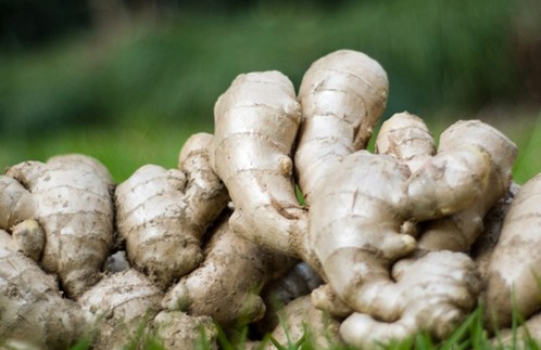 生姜种植 高产栽培技术要点 学会了你也可以 腾讯新闻