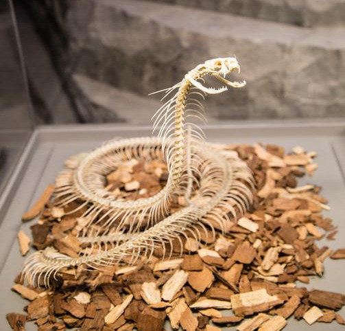 6种生物死后的骨架大熊猫是真没想到完全失去了生前的憨态