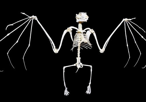 6种生物死后的骨架大熊猫是真没想到完全失去了生前的憨态