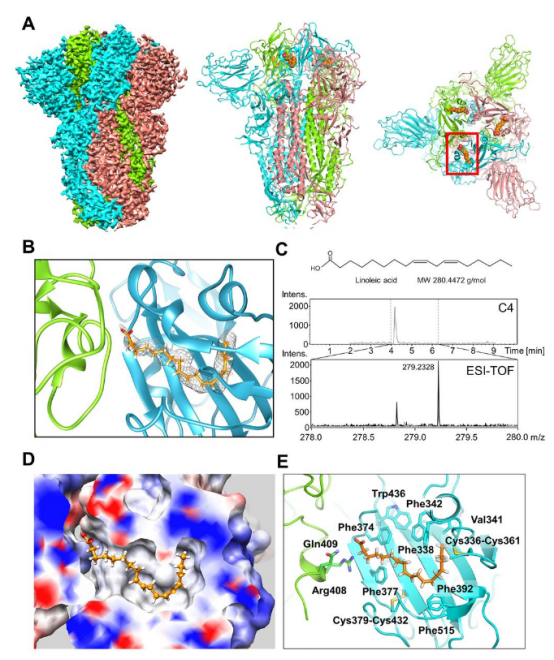 pocket in the locked structure of sars-cov-2 spike protein"