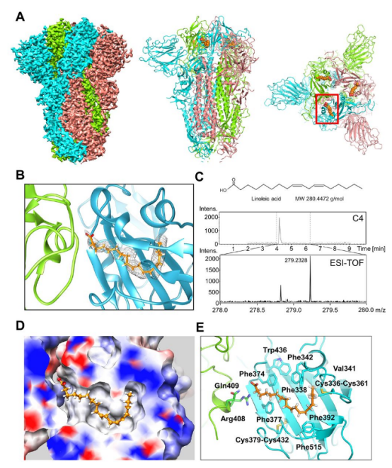 pocket in the locked structure of sars