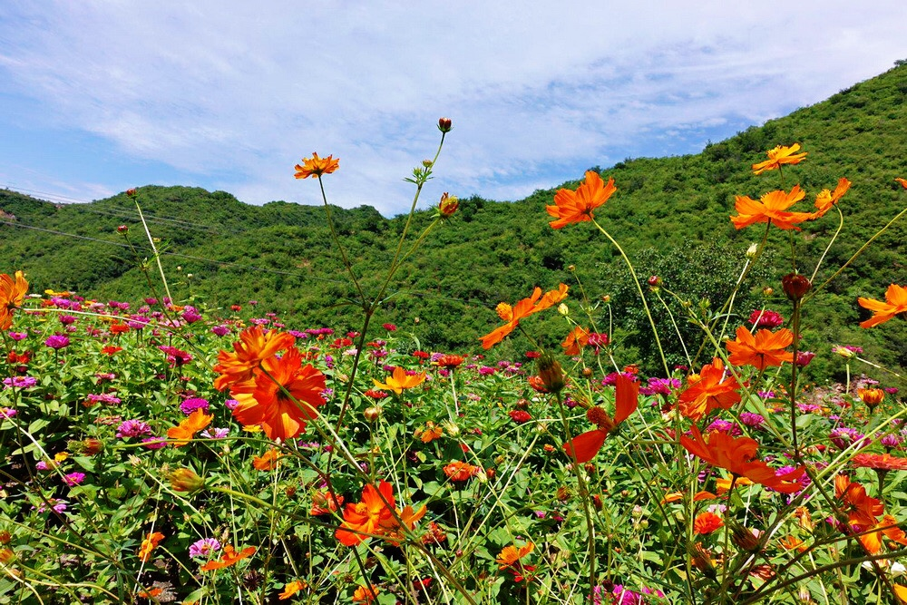 门头沟区|黑色煤村变身“网红打卡地”，门头沟这个花海值得一去