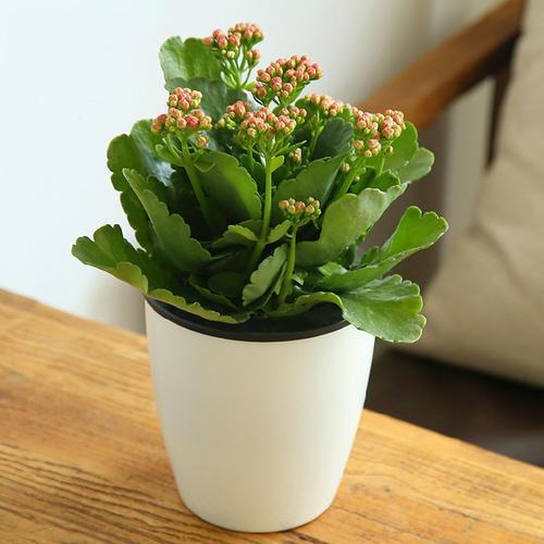 盆栽什么花草,搁阳台成一片花海?选此4款,花期长,花量大