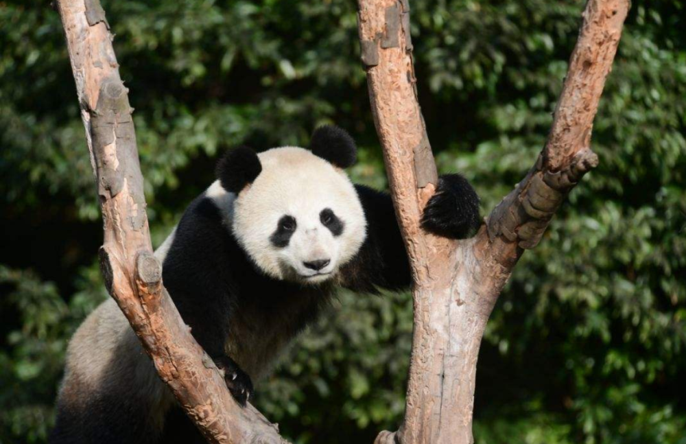 四川|从地理位置、经济角度来讲，中国最好的城市是哪一座？