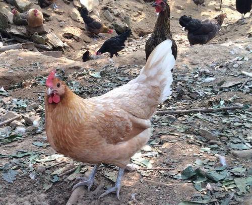 鸡蛋|农村里的母鸡下蛋后会咯咯叫，母鸡想要表达什么意思？