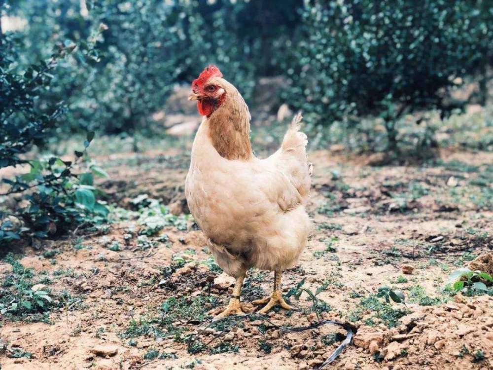 鸡蛋|农村里的母鸡下蛋后会咯咯叫，母鸡想要表达什么意思？