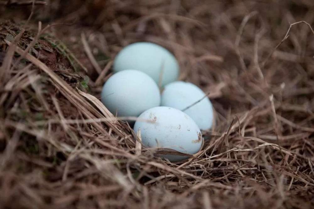 鸡蛋|农村里的母鸡下蛋后会咯咯叫，母鸡想要表达什么意思？