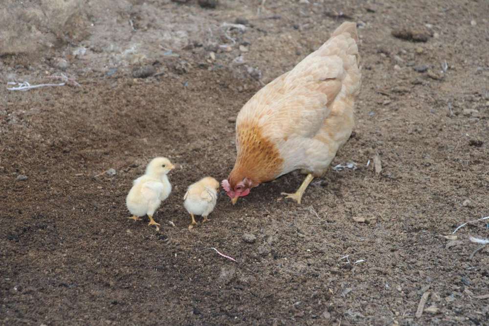 鸡蛋|农村里的母鸡下蛋后会咯咯叫，母鸡想要表达什么意思？