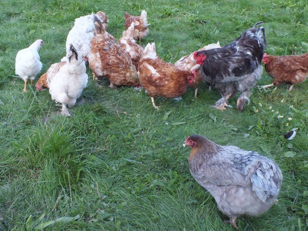 鸡蛋|农村里的母鸡下蛋后会咯咯叫，母鸡想要表达什么意思？