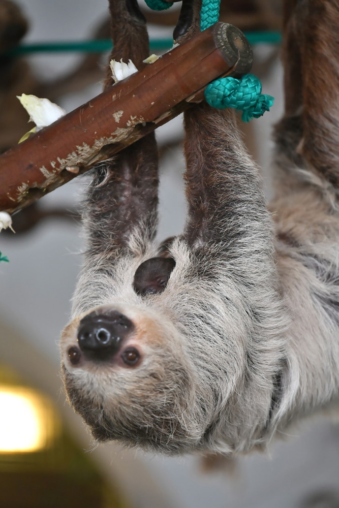 (5)弗罗茨瓦夫动物园的二趾树懒