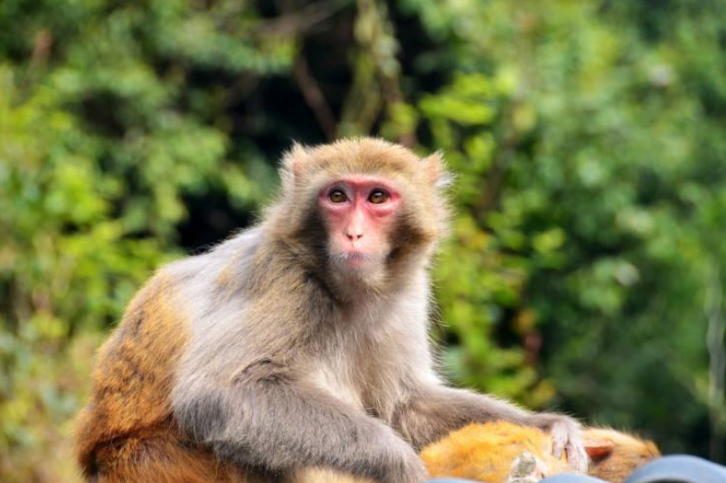 李白|马未都点评“两岸猿声啼不住”：李白比其他诗人高明之处就在此