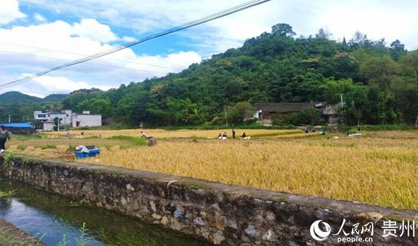 瓮安珠藏镇:产业发展十"辣"九稳 增收致富面面俱"稻"|珠藏镇|瓮安县
