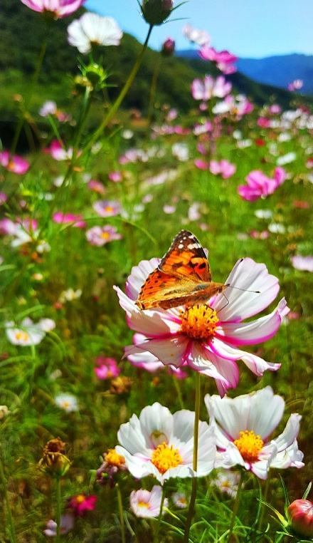 门头沟区|黑色煤村变身“网红打卡地”，门头沟这个花海值得一去