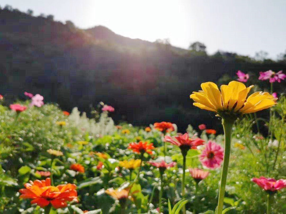 门头沟区|黑色煤村变身“网红打卡地”，门头沟这个花海值得一去