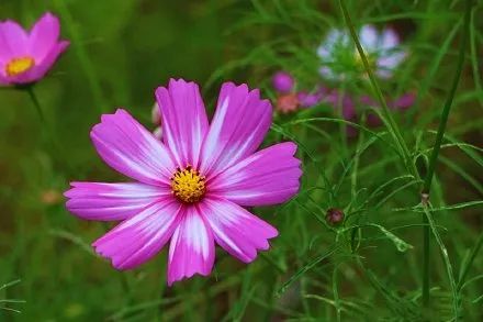 门头沟区|黑色煤村变身“网红打卡地”，门头沟这个花海值得一去