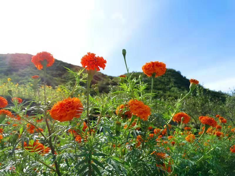 门头沟区|黑色煤村变身“网红打卡地”，门头沟这个花海值得一去