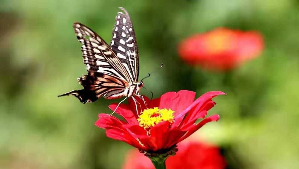 门头沟区|黑色煤村变身“网红打卡地”，门头沟这个花海值得一去
