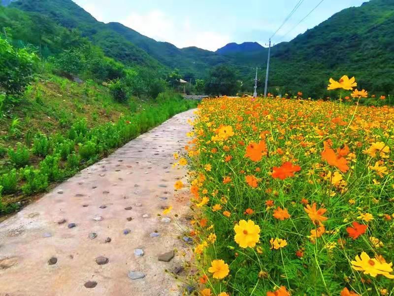 门头沟区|黑色煤村变身“网红打卡地”，门头沟这个花海值得一去