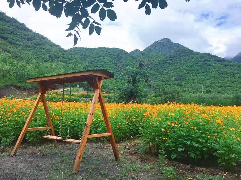 门头沟区|黑色煤村变身“网红打卡地”，门头沟这个花海值得一去