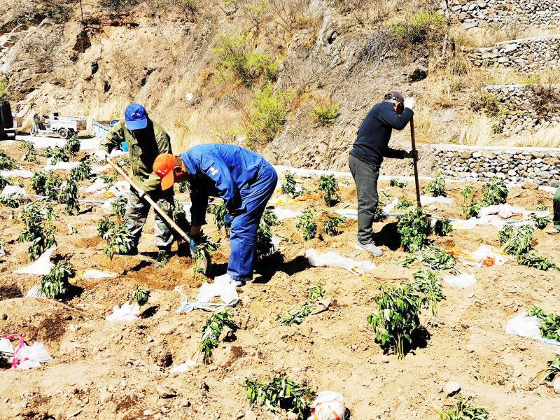 门头沟区|黑色煤村变身“网红打卡地”，门头沟这个花海值得一去