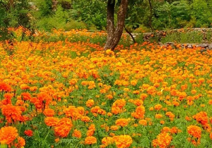 门头沟区|黑色煤村变身“网红打卡地”，门头沟这个花海值得一去