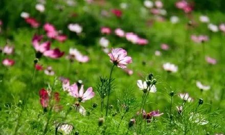 门头沟区|黑色煤村变身“网红打卡地”，门头沟这个花海值得一去