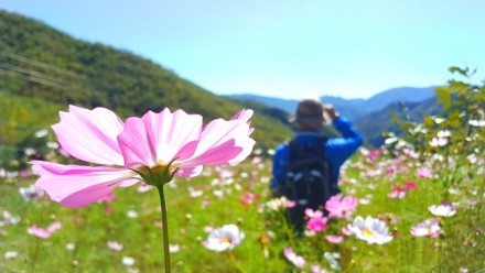 门头沟区|黑色煤村变身“网红打卡地”，门头沟这个花海值得一去