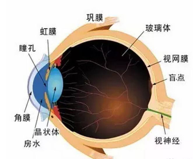 冬天身体哪里都怕冷唯独这个地方不怕冷 巩膜 冬天 眼球 角膜