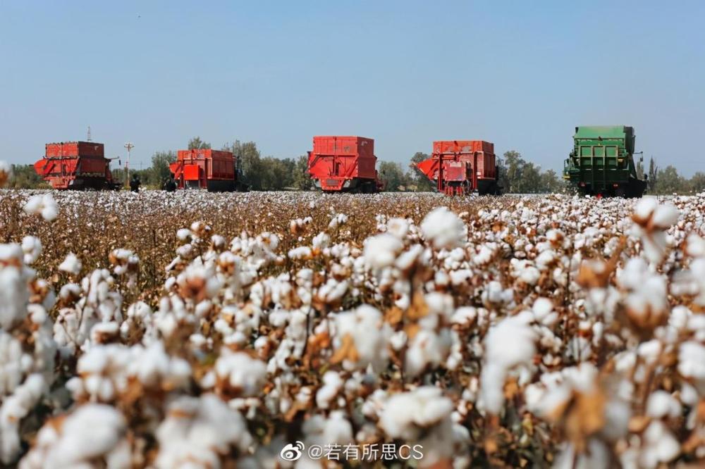 达人"陪你长大宝贝"说:"放眼望去一大片棉花园,朵朵绽放,在蓝天白云下