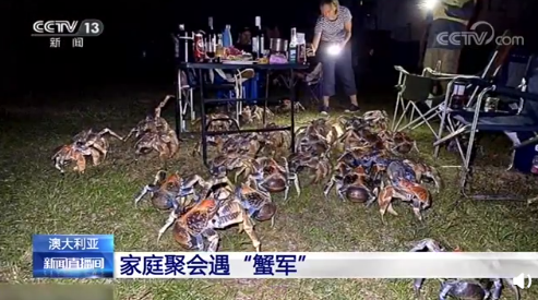 椰子蟹|家庭烧烤时突然爬来50多只大螃蟹：味道极其鲜美 可惜不能吃
