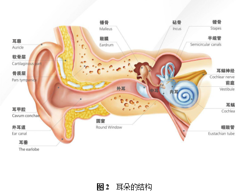 分泌性中耳炎|耳朵进水容易发炎？分泌性中耳炎了解一下