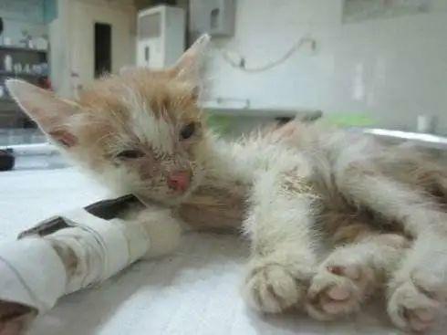 猫咪|猫咪四季高发疾病一览