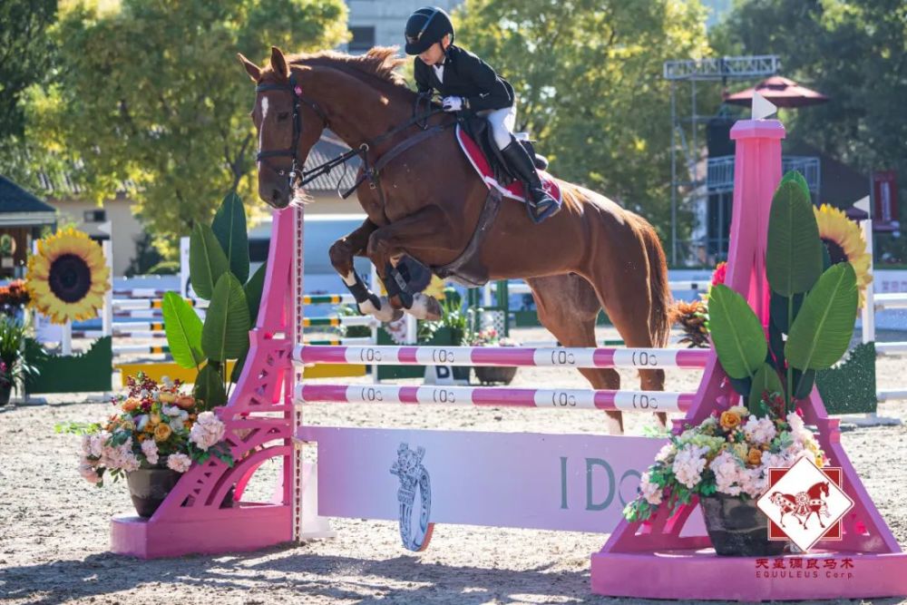 天星调良马术|国际马术文化周暨天星调良马术公开赛精彩回顾