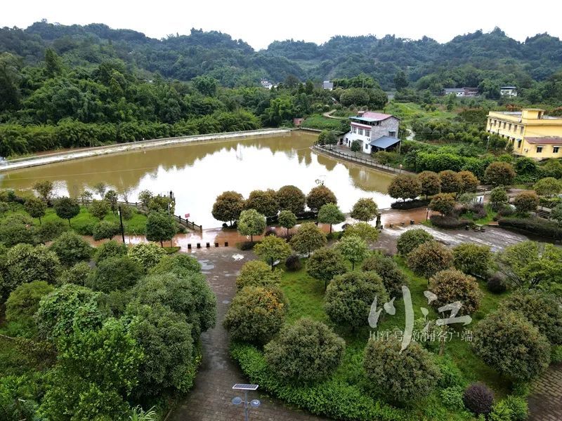 金秋桂花香满城你知道桂花为什么会成为泸州的市花吗