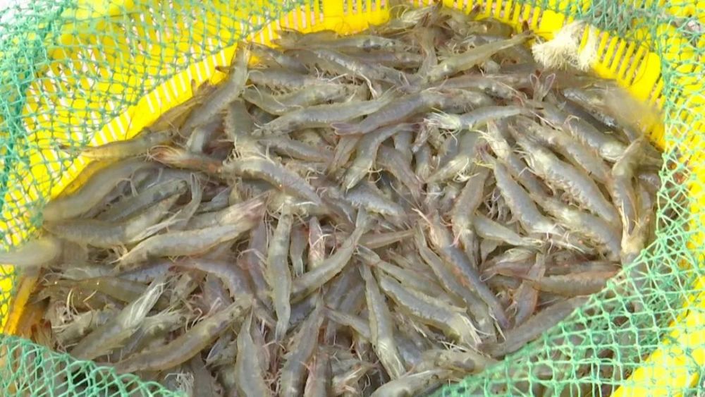 走进青岛兆俭淡水虾专业养殖合作社,宽敞的养虾池塘连成一片,工人师傅