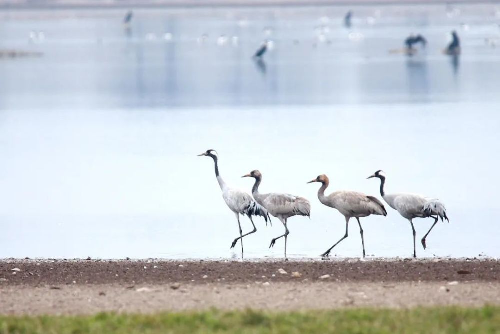 元好问|中国人不曾变心